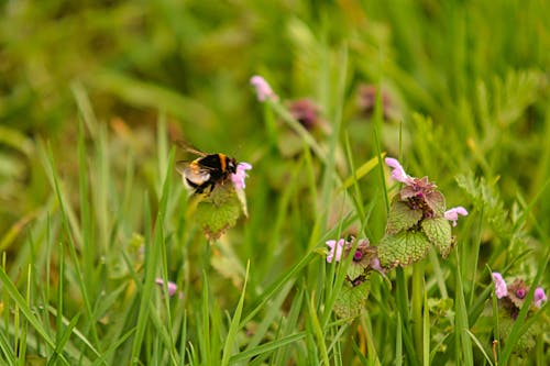 Hummel im Anflug