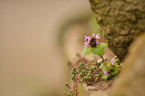 Gratis lagerfoto af blomsterplante, fjeder, naturudsigt