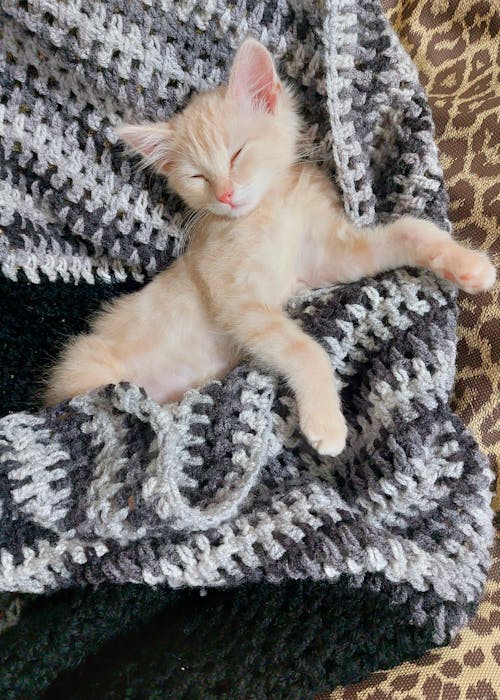 kitten sleeping on the Grey blanket 