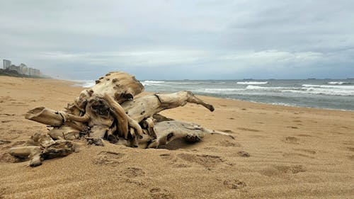 Photos gratuites de bois flottant, environnement, mer