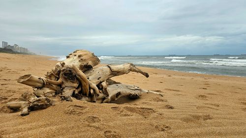 Free Coastal landscape with driftwood on sandy beach and ocean waves under cloudy sky. Stock Photo