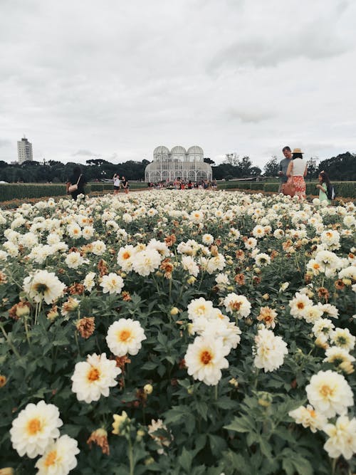 A field of flowers with people walking through it