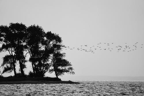 Základová fotografie zdarma na téma černobílý, divočina, hejno