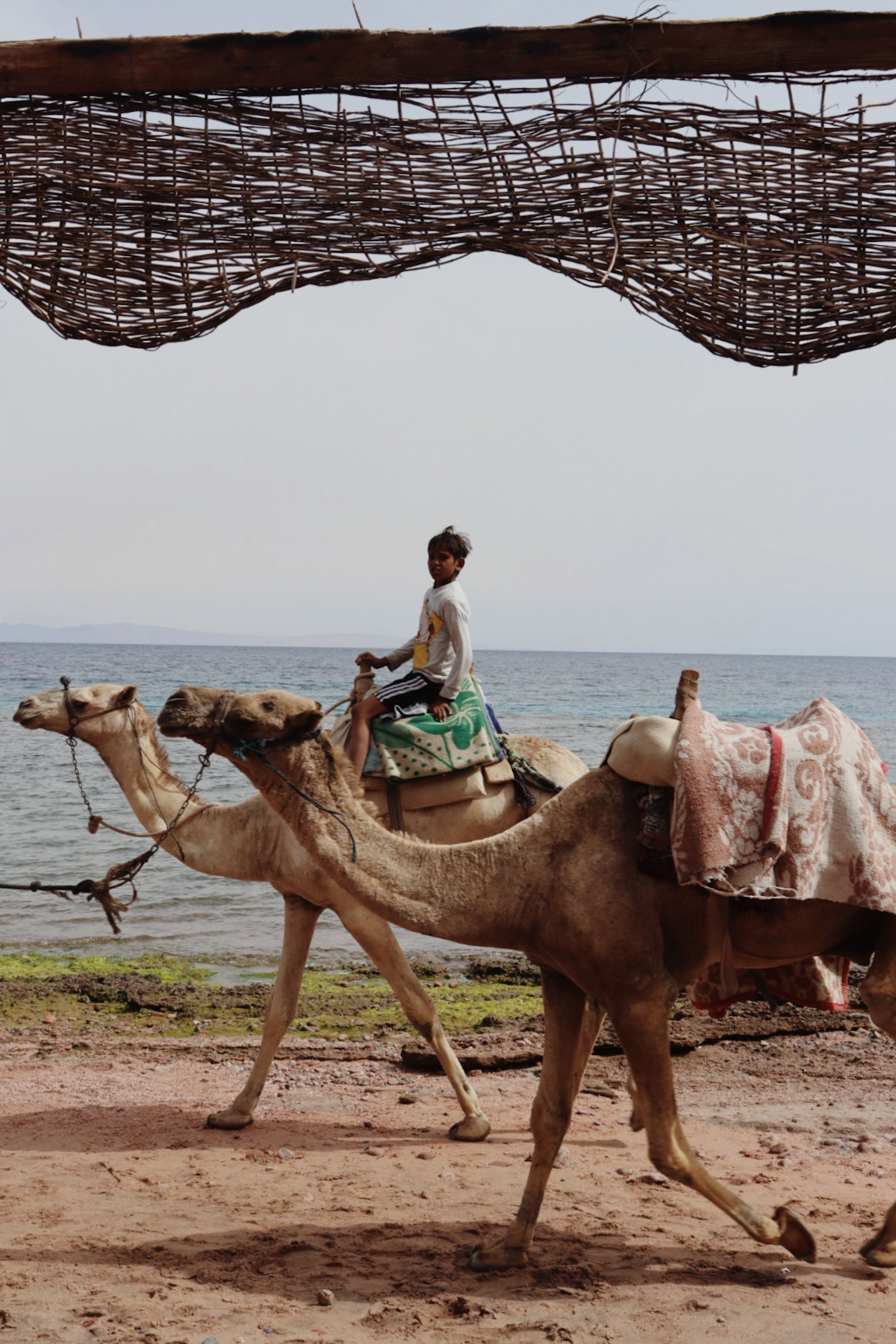 Boy Riding a Camel Near the Sea · Free Stock Photo