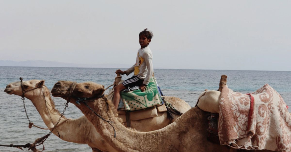Boy Riding A Camel Boy Riding a Camel Near the Sea · Free Stock Photo
