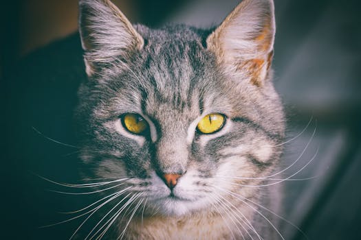 一只虎斑猫长着引人注目的黄眼睛和长长的胡须，正投来强烈的凝视