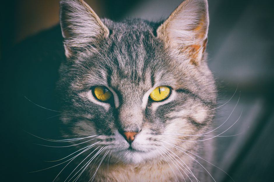 Intense gaze of a tabby cat with striking yellow eyes and long whiskers.