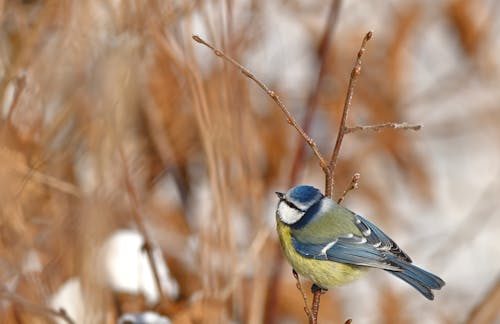 Kostenloses Stock Foto zu ast, baum, blaumeise