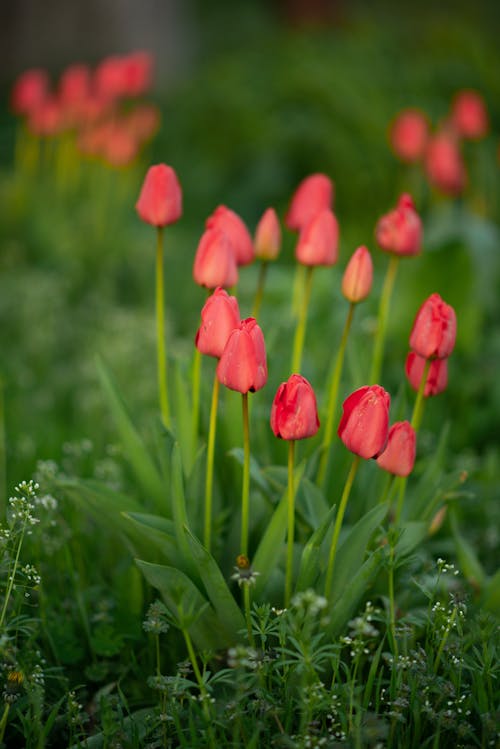 Fotobanka s bezplatnými fotkami na tému červené tulipány, jar, kvety