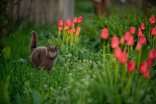 The cat in the tulips