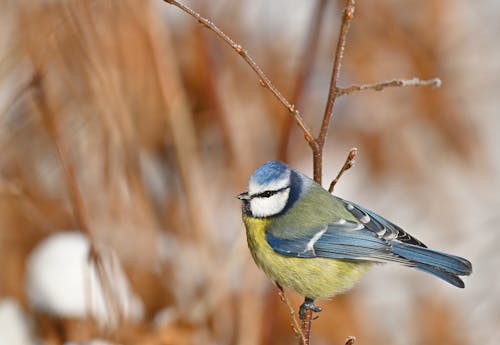 Blaumeise im Schnee