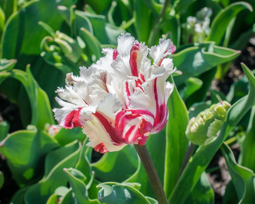 White and Red Flower during Day Time