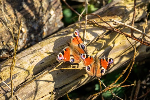 Close-up of a peacock butterfly resting on a sunlit tree trunk in the forest.