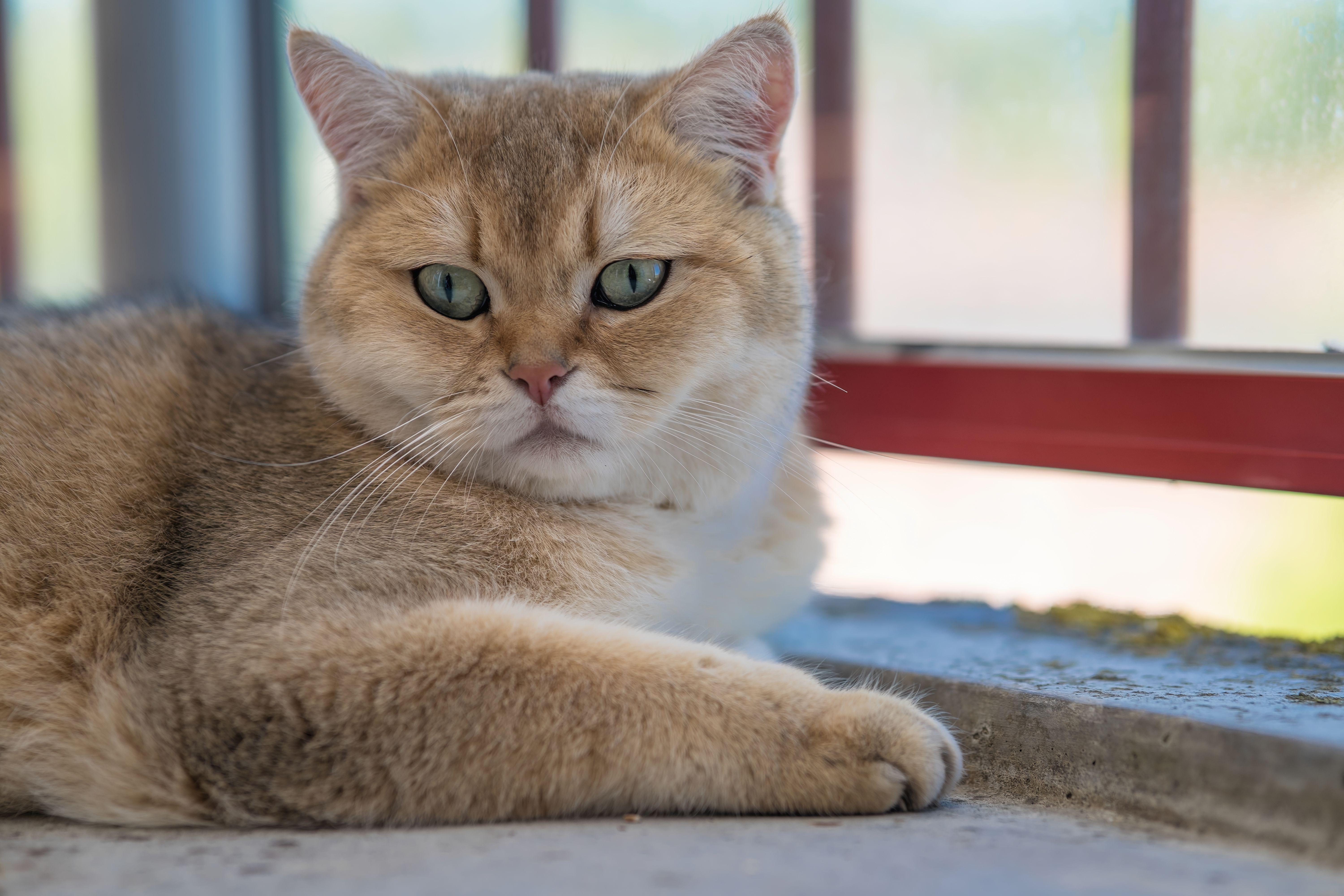 A British Shorthair cat lounging indoors on a sunny day with selective focus.