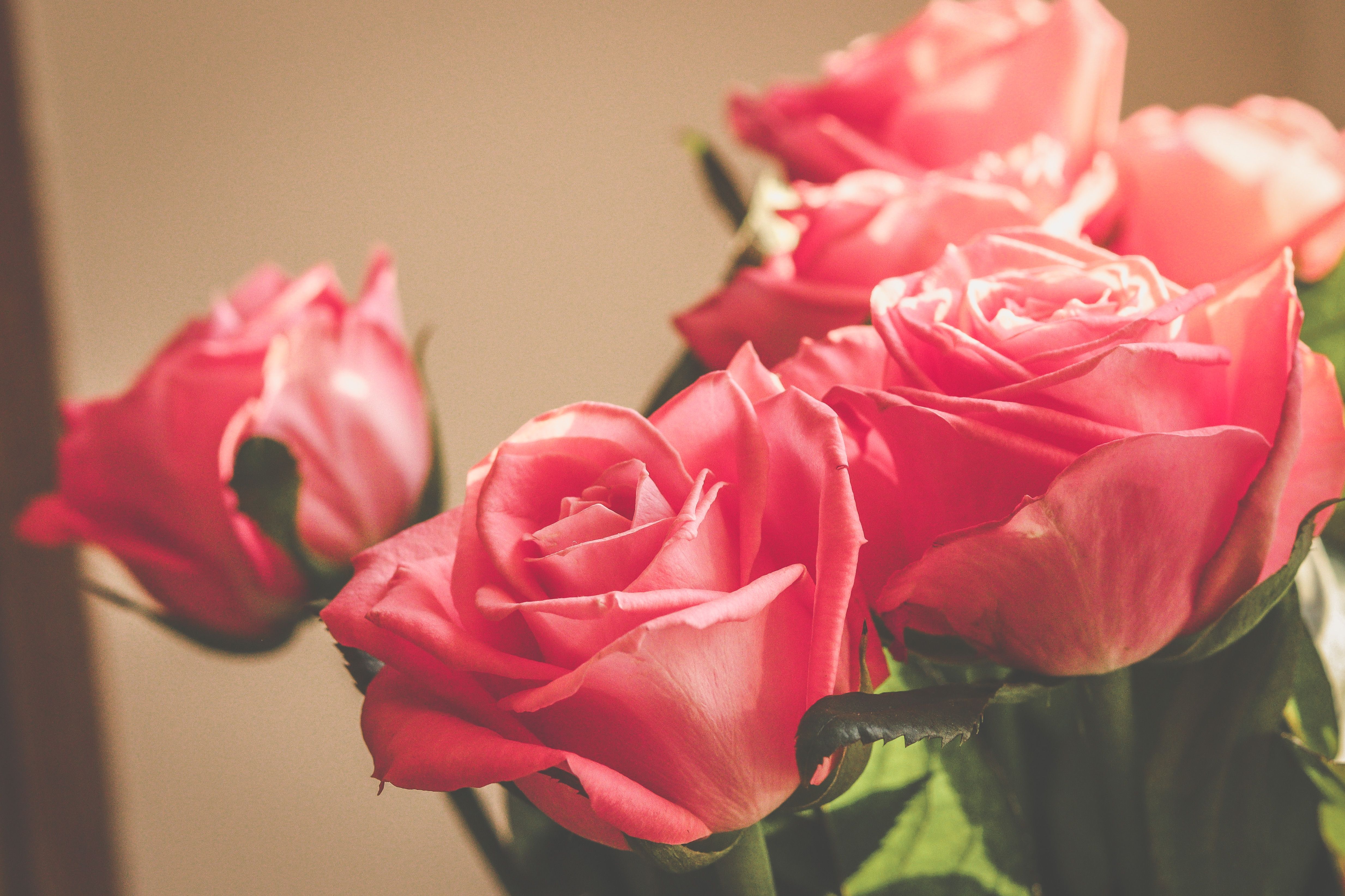 Pink Roses With Green Leaves · Free Stock Photo