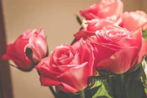 Free Elegant bouquet of pink roses captured in soft focus, highlighting romance and beauty. Stock Photo