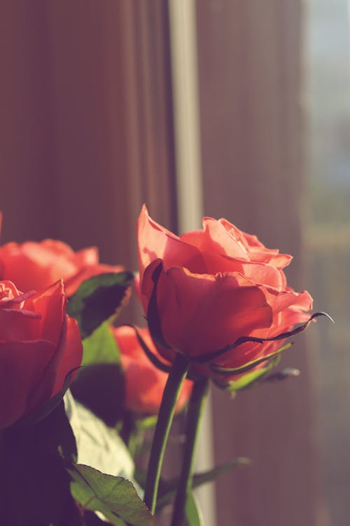 A vase of red roses sitting on a window sill