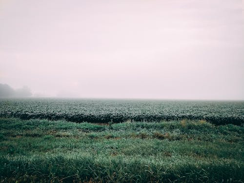 Free stock photo of farming, field, fog