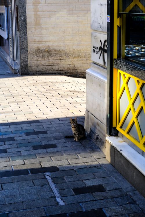 Free A tabby cat calmly sits in the sun on an Istanbul street corner, surrounded by urban architecture. Stock Photo