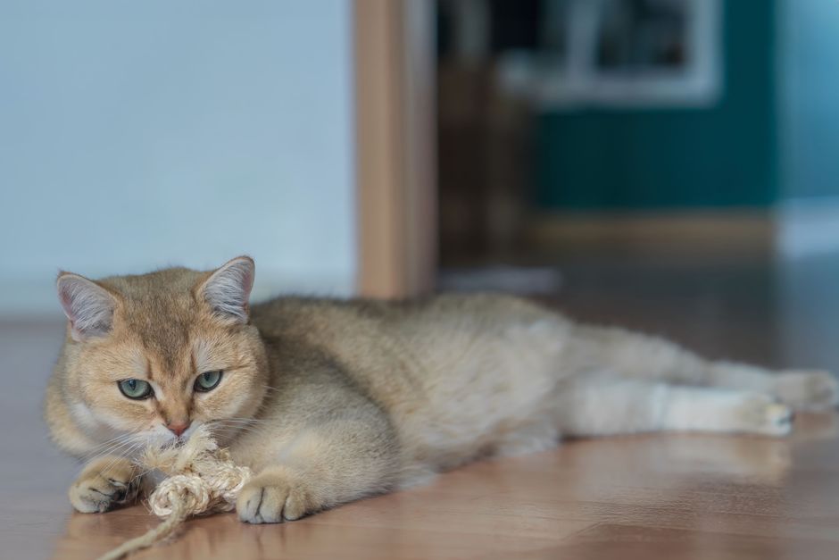 Golden cat with green eyes lying on a wood floor, biting a knotted rope toy held between its front paws