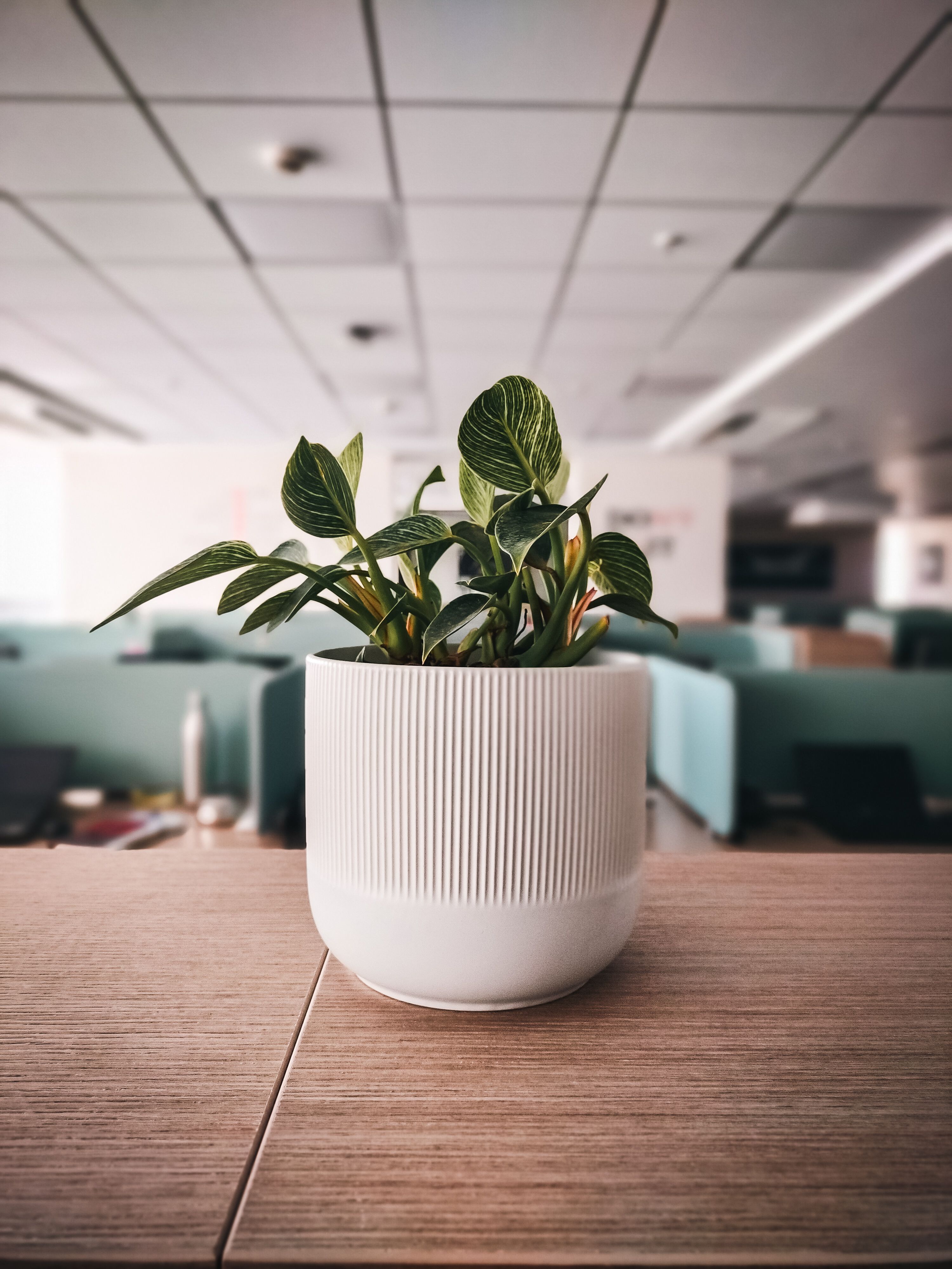 sit-stand desk rhythm: a relaxed intro for beginners
