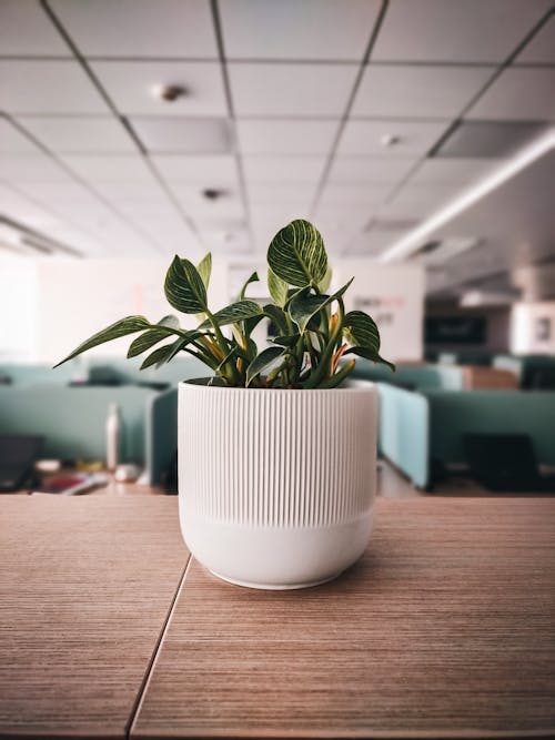 A plant in a white pot on a desk
