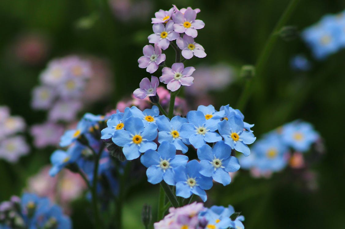 Flores Azuis E Roxas