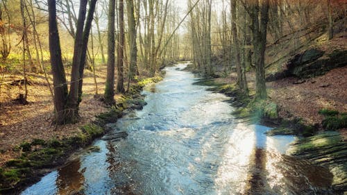 Imagine de stoc gratuită din adânc, arbori, codru