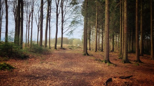 Imagine de stoc gratuită din arbori, arbuști, cădere