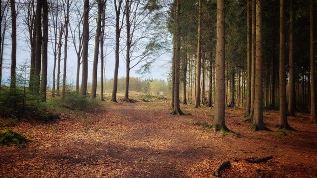 Discover a tranquil autumn pathway surrounded by tall trees in a serene forest setting.