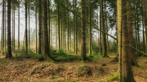 Gratis lagerfoto af dyb, natur, skov