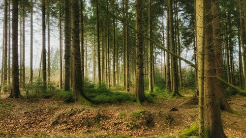Free A peaceful evergreen forest with towering trees and lush greenery under daylight. Stock Photo