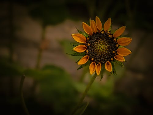 Kostnadsfri bild av blomma, solros