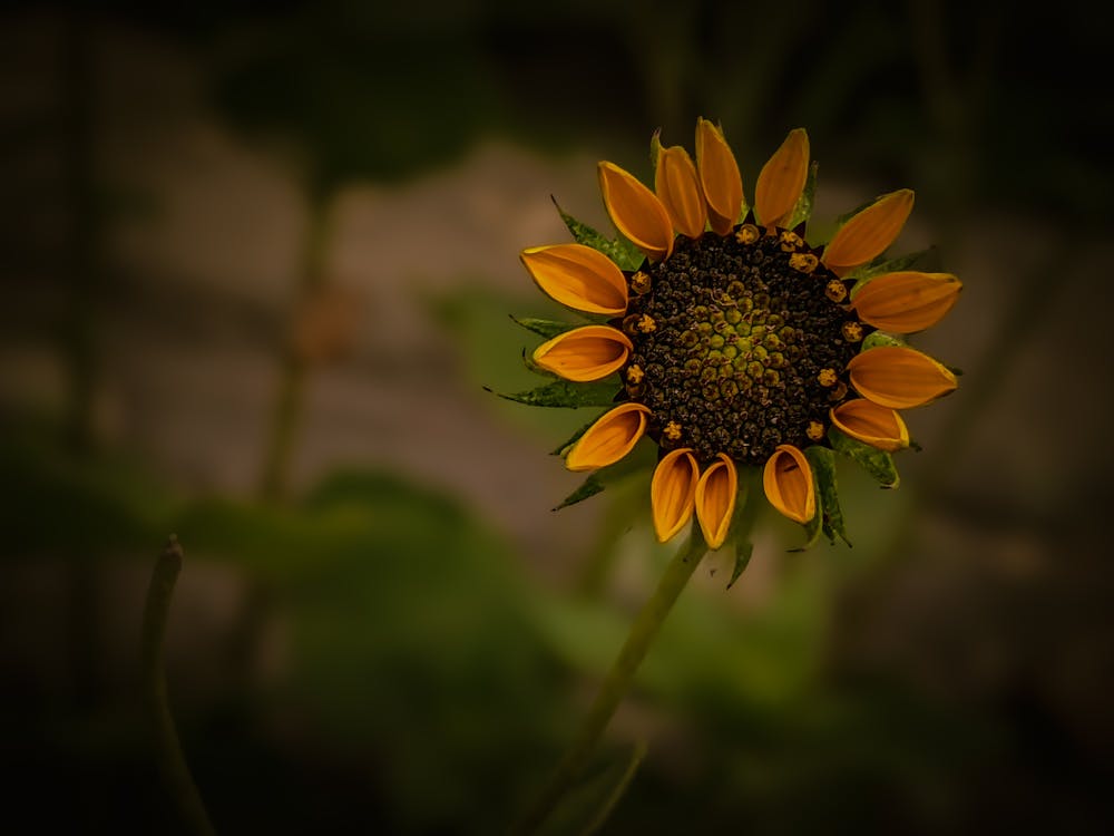 Free stock photo of flower, sunflower