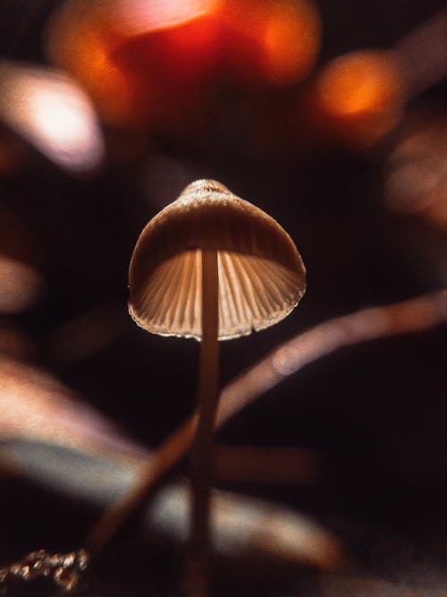 Základová fotografie zdarma na téma divoké houby, houby, lesní houby