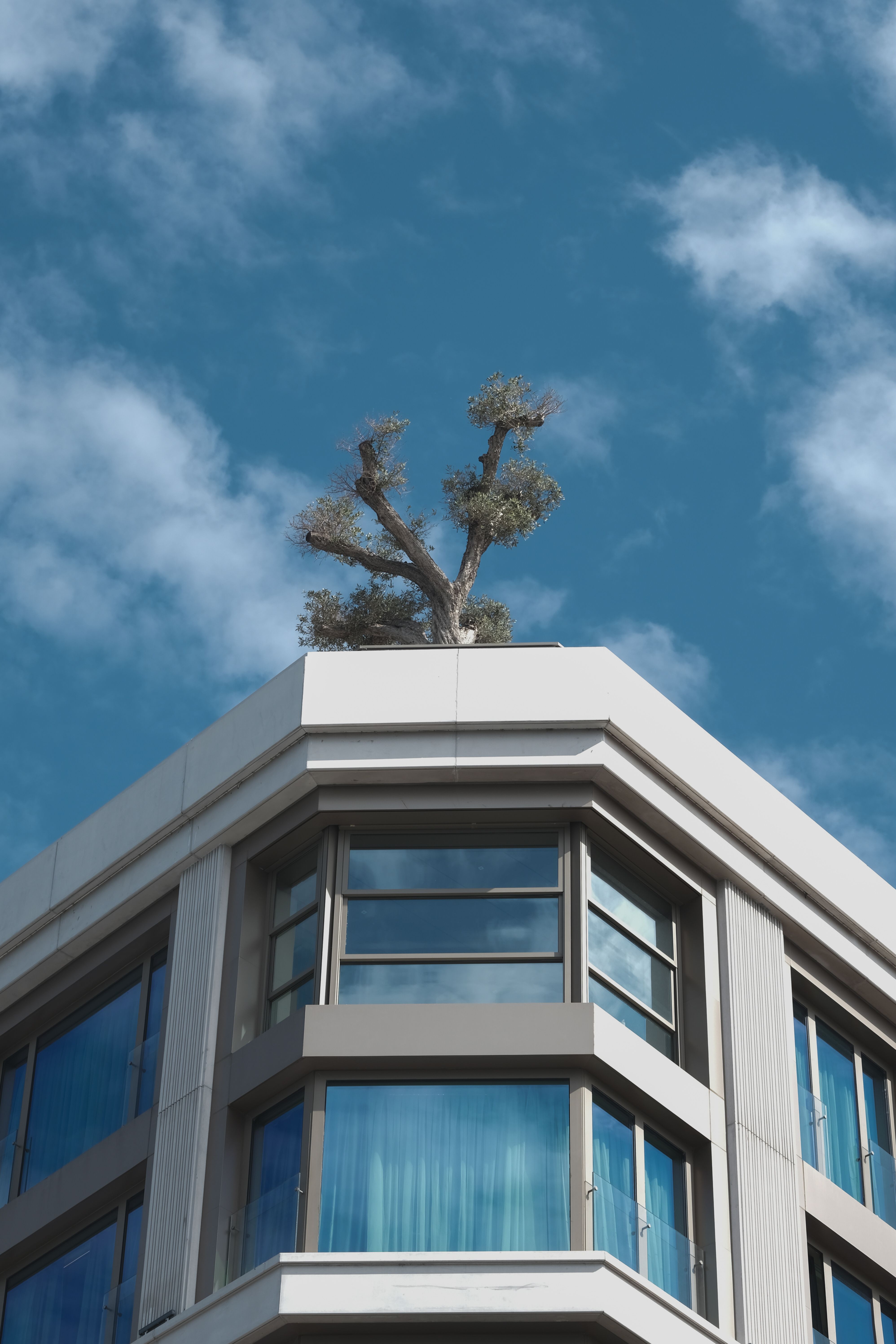 Corner of the Building with a Tree on the Roof · Free Stock Photo