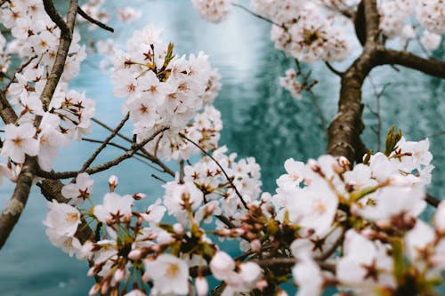 Kostnadsfri bild av blommor, fjäder, grenar