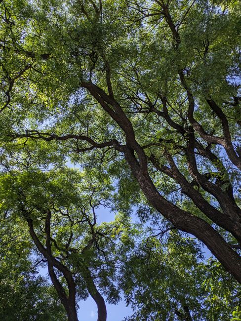 Low angle view of lush green trees in Buenos Aires, Argentina.