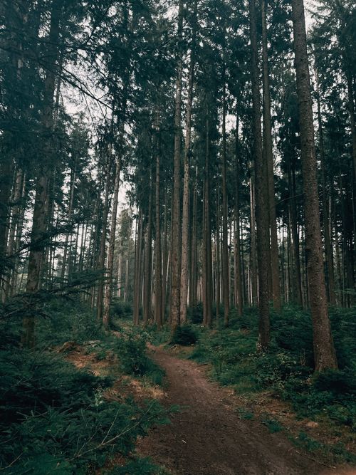 Free A serene forest scene with tall evergreen trees and a narrow footpath. Stock Photo