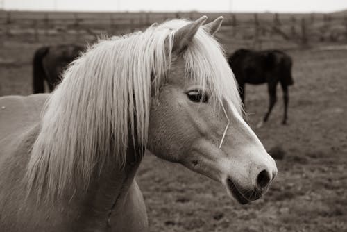 Gratis lagerfoto af dyrefotografering, gård, hest