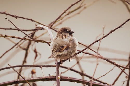 A small bird sitting on a branch in the middle of a bare tree