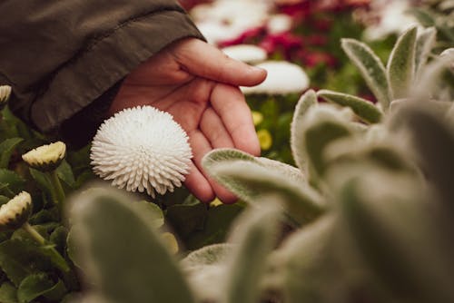 A person holding a flower in their hand