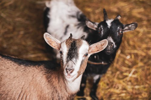 Gratis stockfoto met boerderij, dierenfotografie, geiten