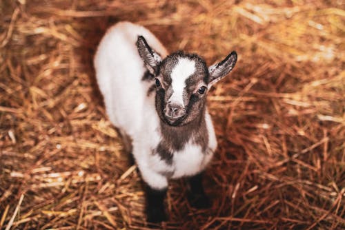 A small goat standing in hay on a farm