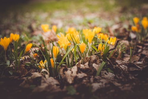 yellow crocuses