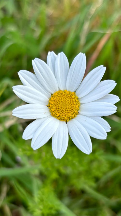 Free stock photo of daisy, daisy flower, flower