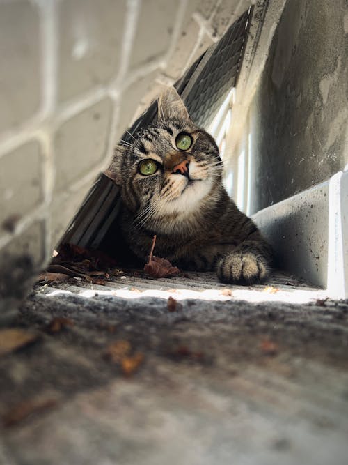 Foto d'estoc gratuïta de a l'aire lliure, amant de les mascotes, amistat