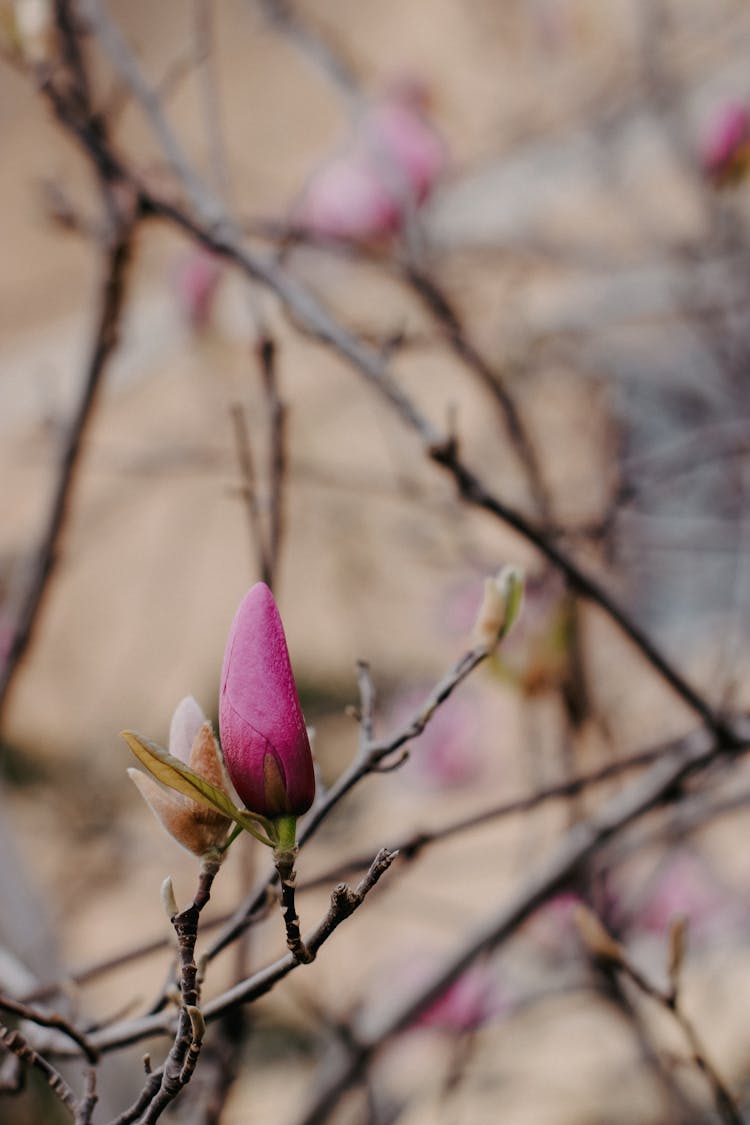 A Pink Flower Is Growing On A Tree Branch