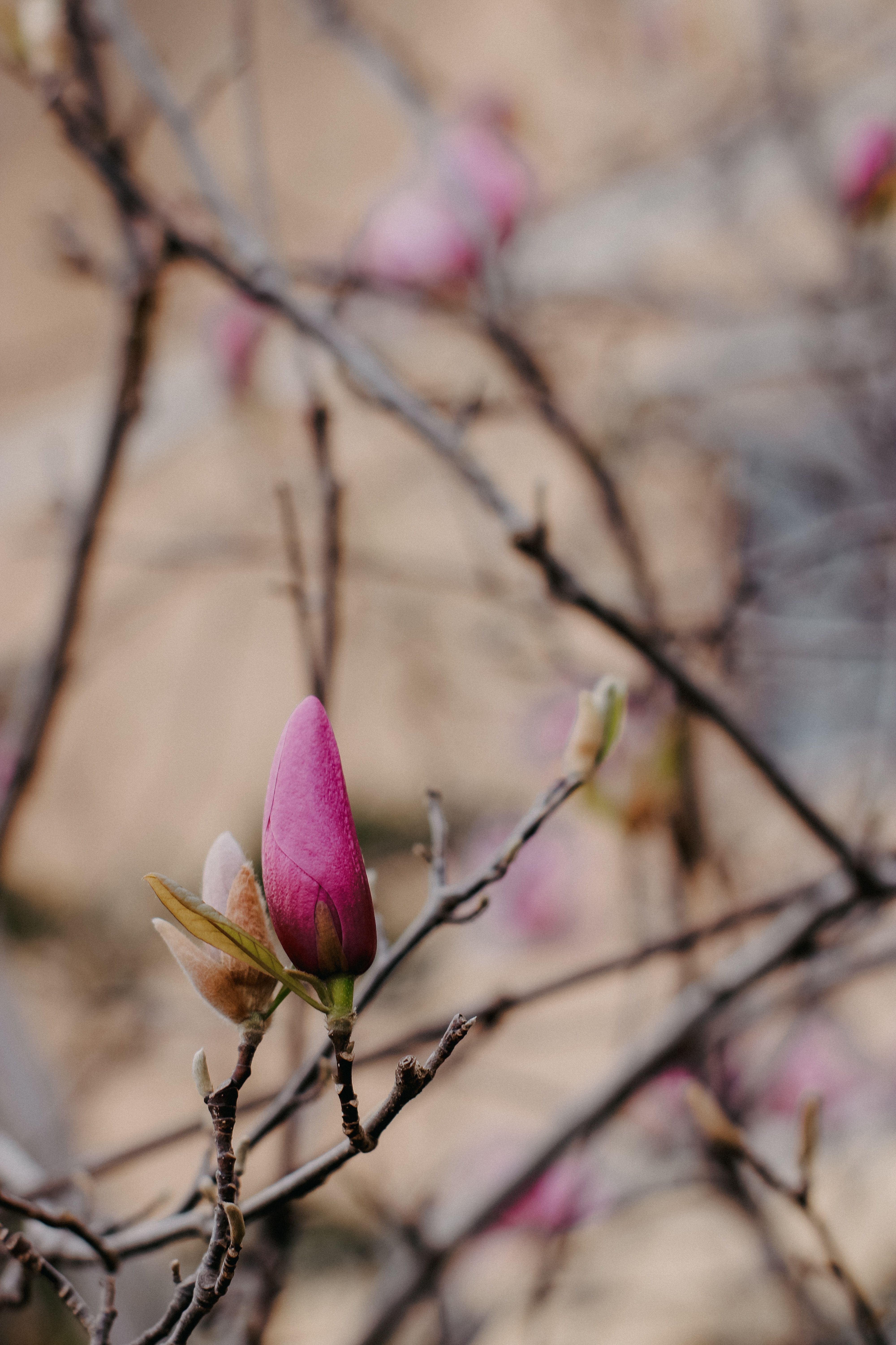 Pink Blossom of Magnolia · Free Stock Photo
