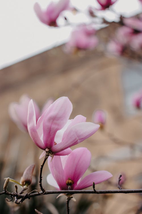 Základová fotografie zdarma na téma detail, jaro, květiny